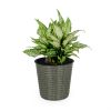 10.2" Self-watering Wicker Decor Planter for Indoor and Outdoor - Round - Grey