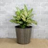 10.2" Self-watering Wicker Decor Planter for Indoor and Outdoor - Round - Grey